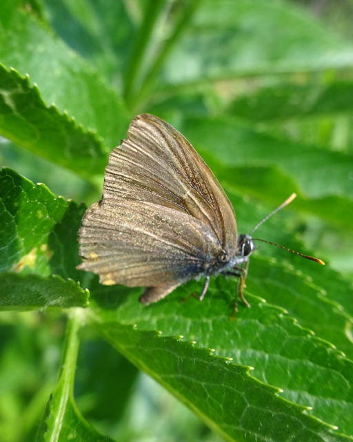 Satyrium ilicis - tölgyfa-csücsköslepke