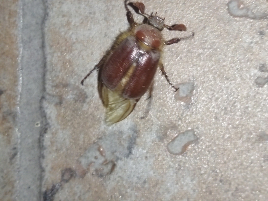 Holochelus aequinoctialis - tavaszeleji cserebogár