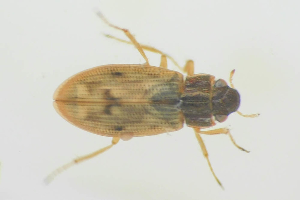 Helophorus