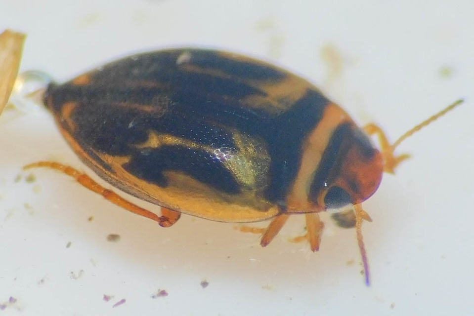 Hygrotus inaequalis - gyakori aprócsíkbogár