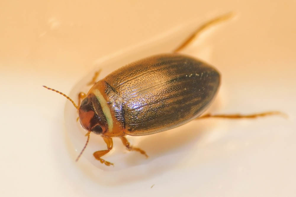 Hygrotus impressopunctatus - barázdás aprócsíkbogár