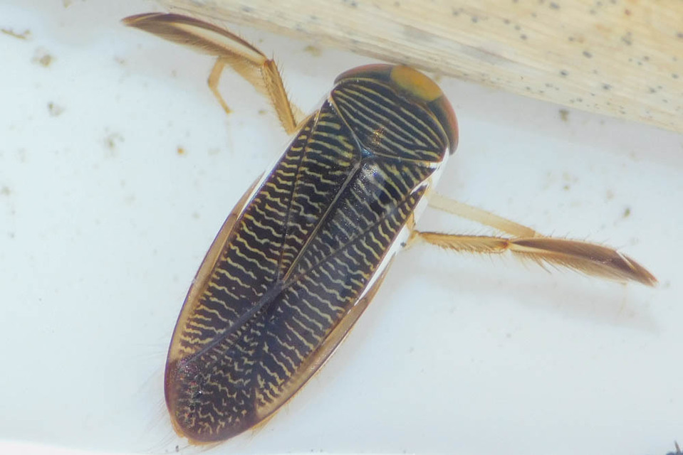 Corixidae - búvárpoloskák Corixidae - búvárpoloskák