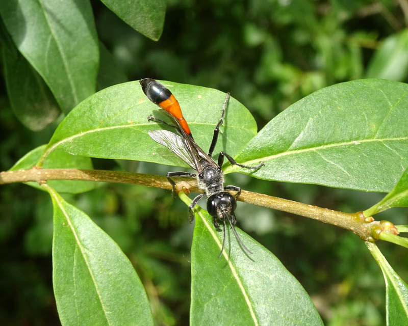 Ammophila sabulosa - homoki hernyóölődarázs