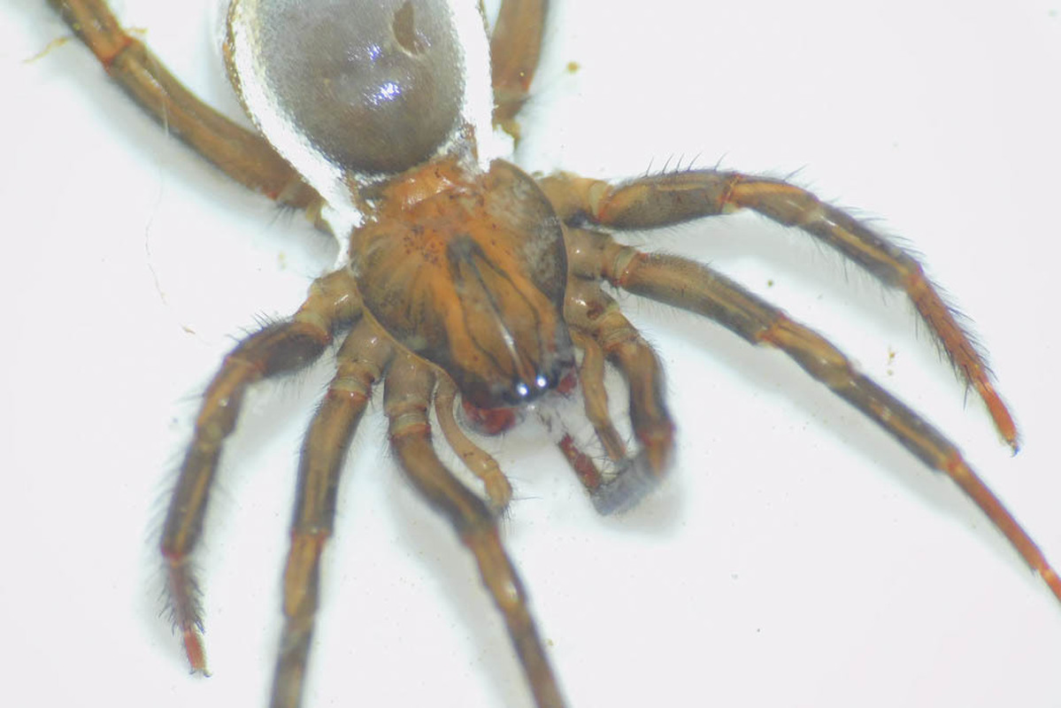 Argyroneta aquatica - búvárpók