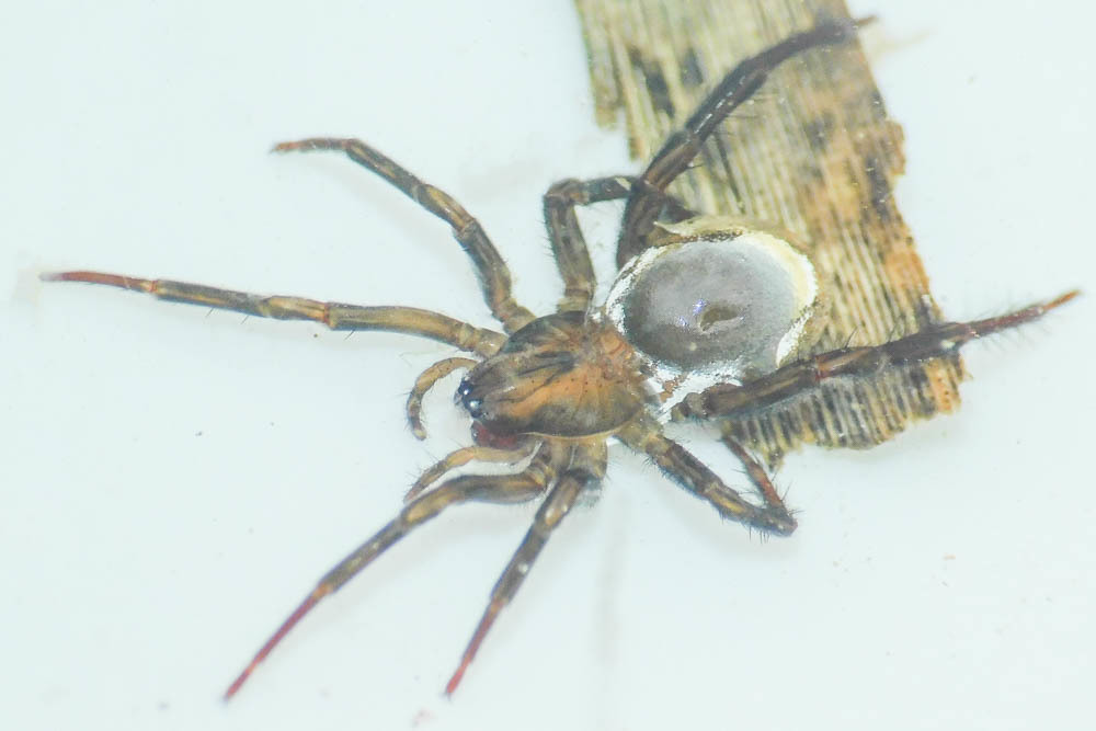 Argyroneta aquatica - búvárpók
