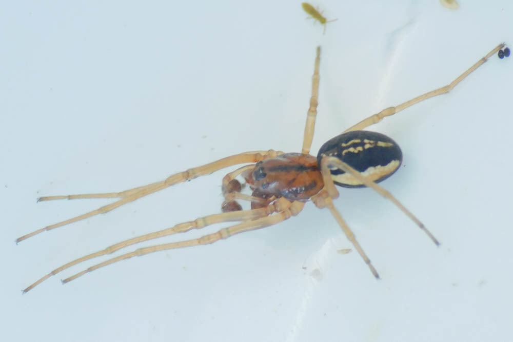 Pachygnatha clercki