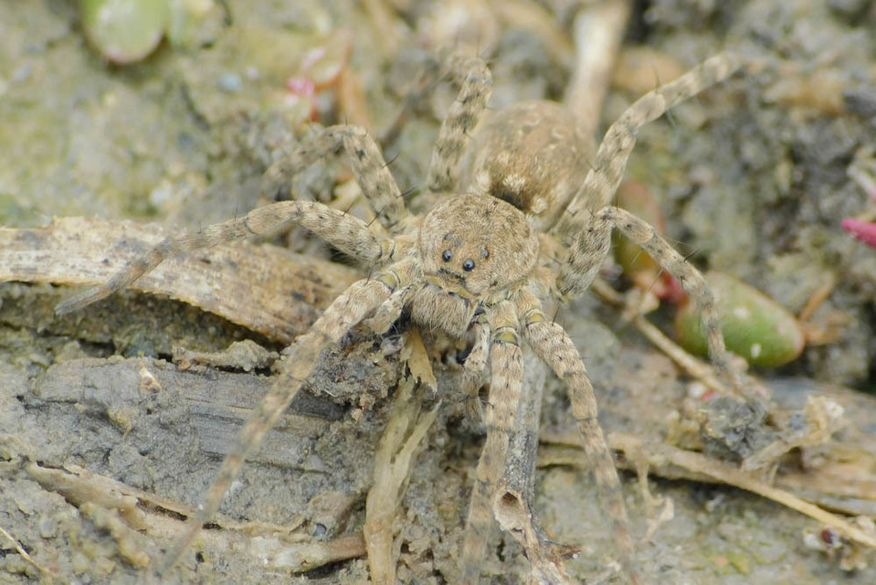 Pardosa nebulosa