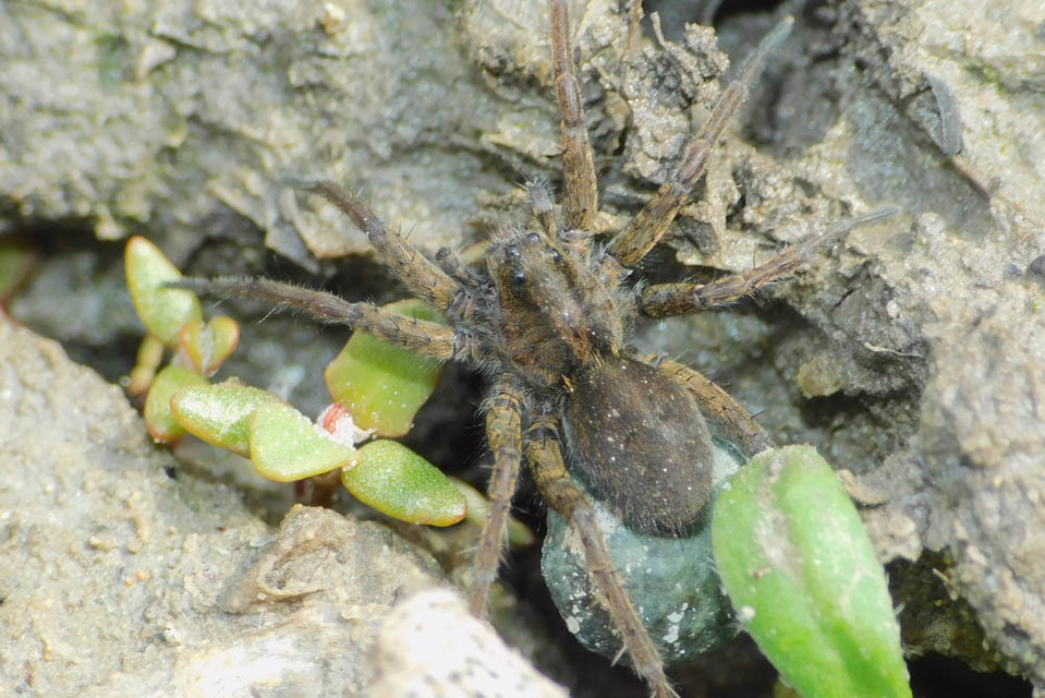 Pardosa