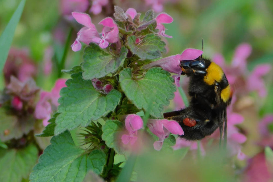 Bombus argillaceus - délvidéki poszméh