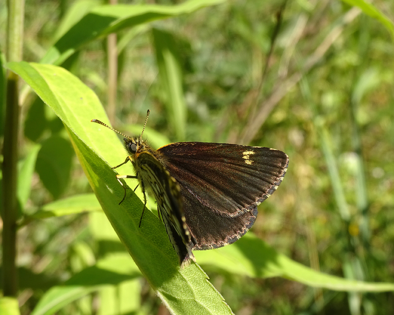 Heteropterus morpheus - tükrös busalepke