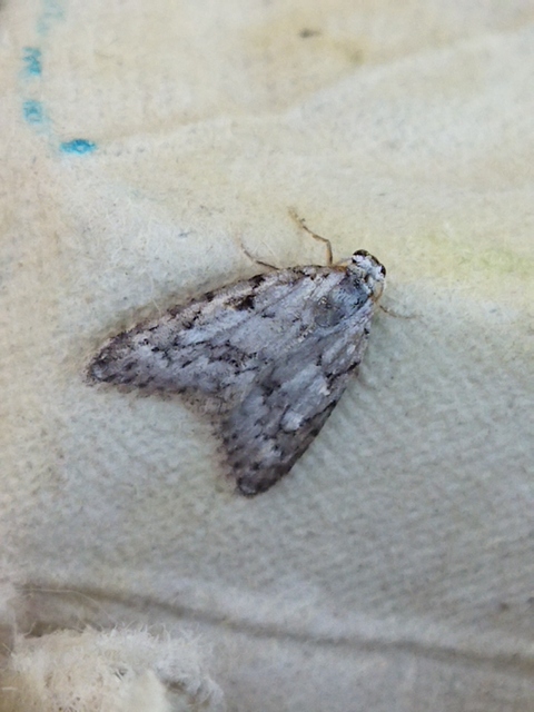 Nola cicatricalis - szürke pamacsosszövő