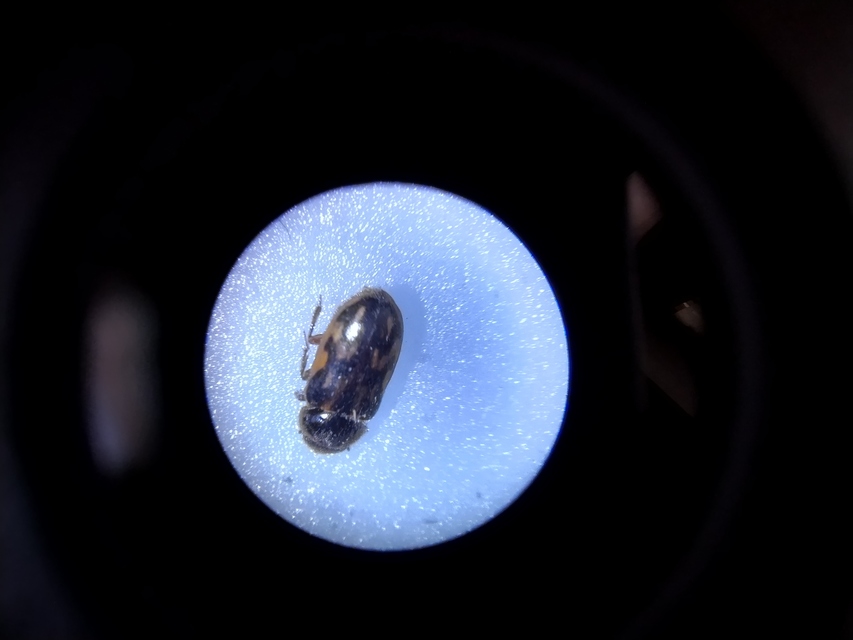 Heterocerus