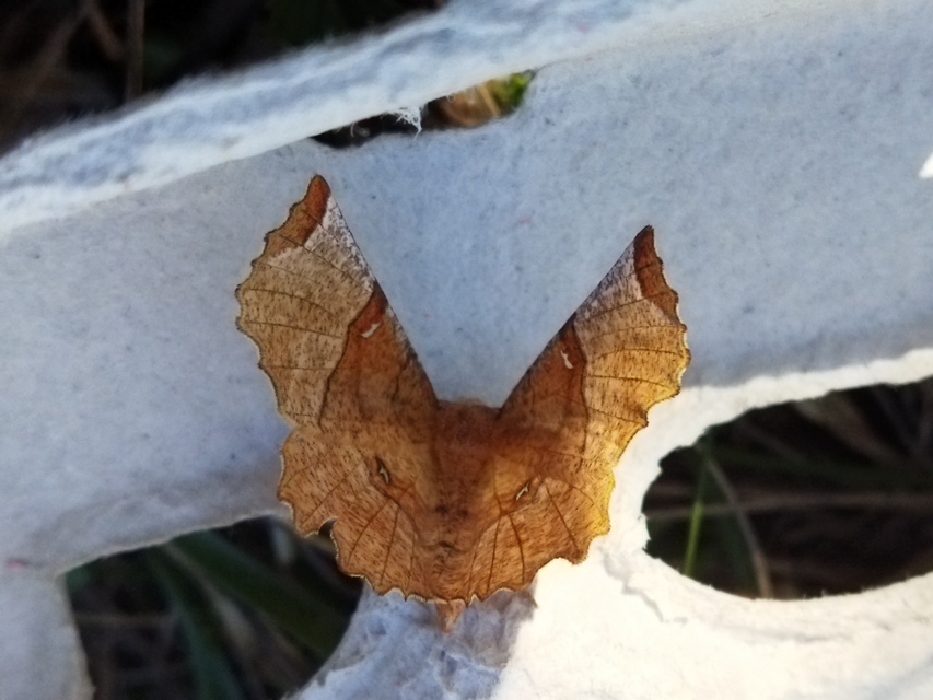 Selenia lunularia - egyfoltos holdasaraszoló