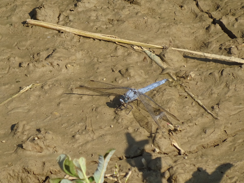 Orthetrum brunneum - pataki pásztorszitakötő