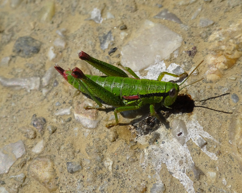 Odontopodisma decipiens - déli hegyisáska
