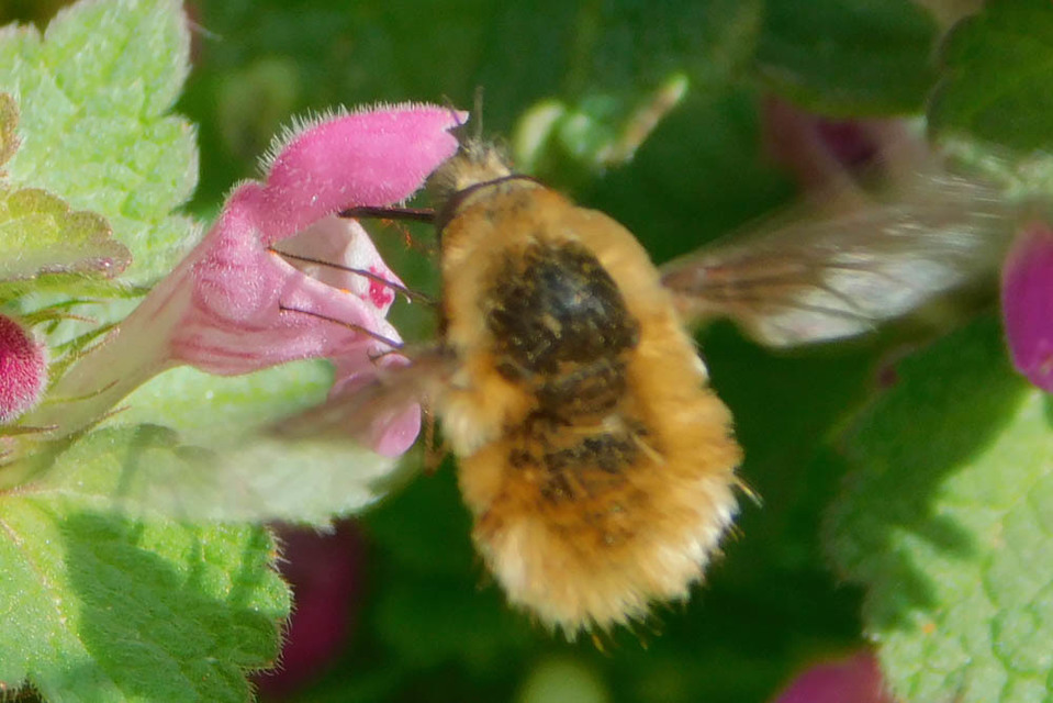 Bombylius major - szegélyes pöszörlégy