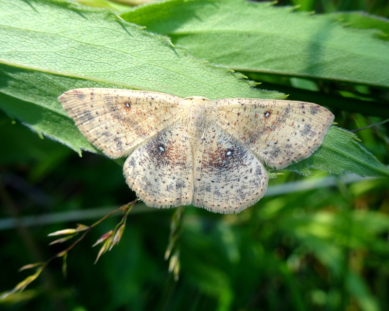 Cyclophora porata - körös pettyesaraszoló