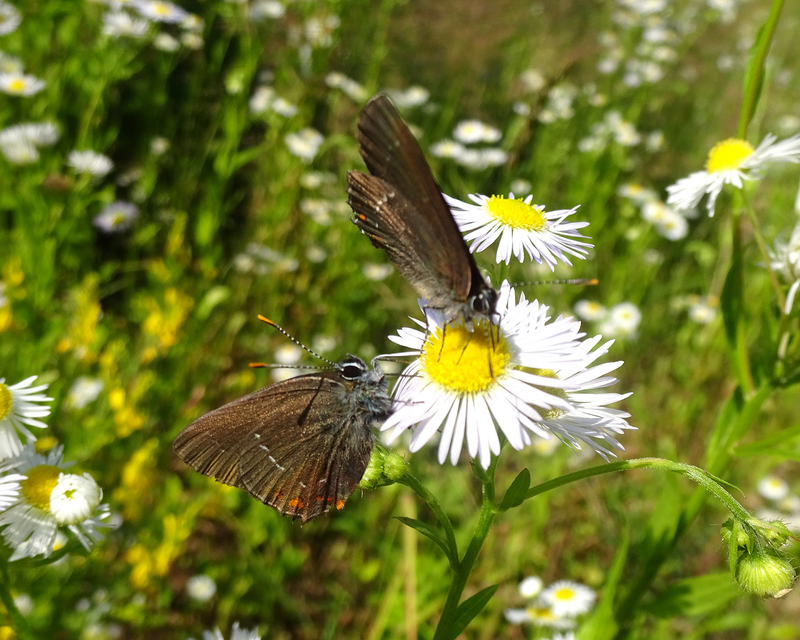 Satyrium ilicis - tölgyfa-csücsköslepke