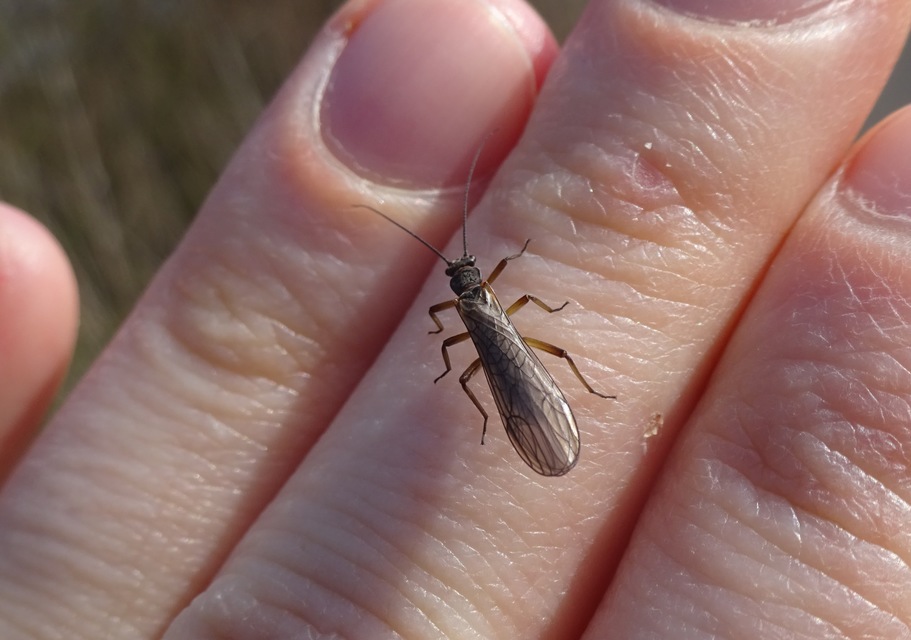 Plecoptera - Álkérészek