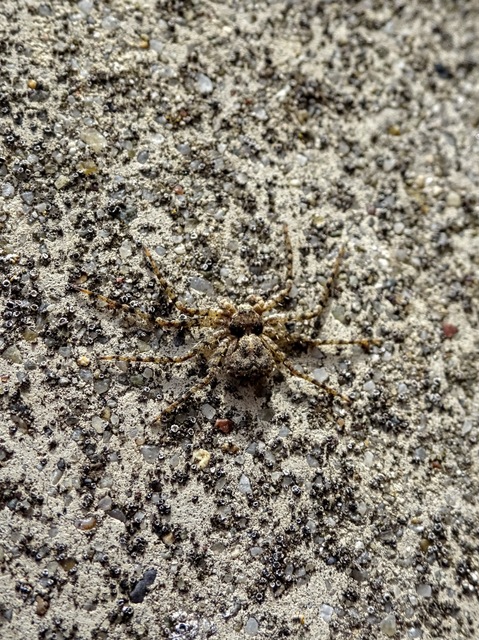 Philodromus poecilus - cifra karolópók