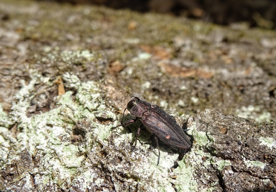 Chrysobothris affinis - aranypettyes díszbogár