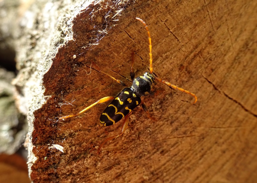 Plagionotus arcuatus - bársonyos darázscincér