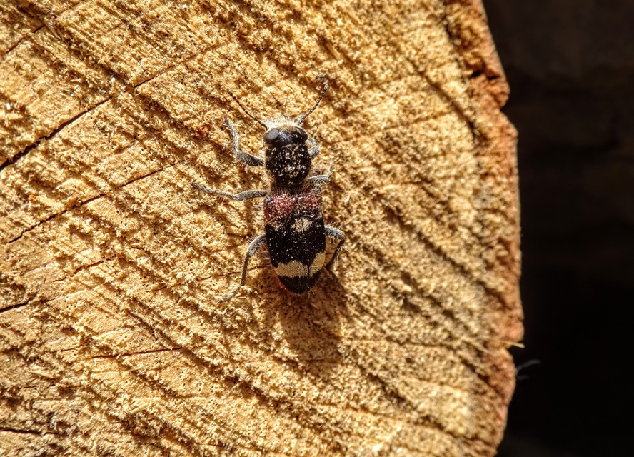 Clerus mutillarius - feketenyakú szúfarkas