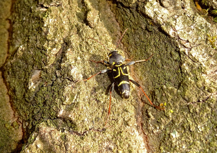 Xylotrechus antilope - fürge darázscincér