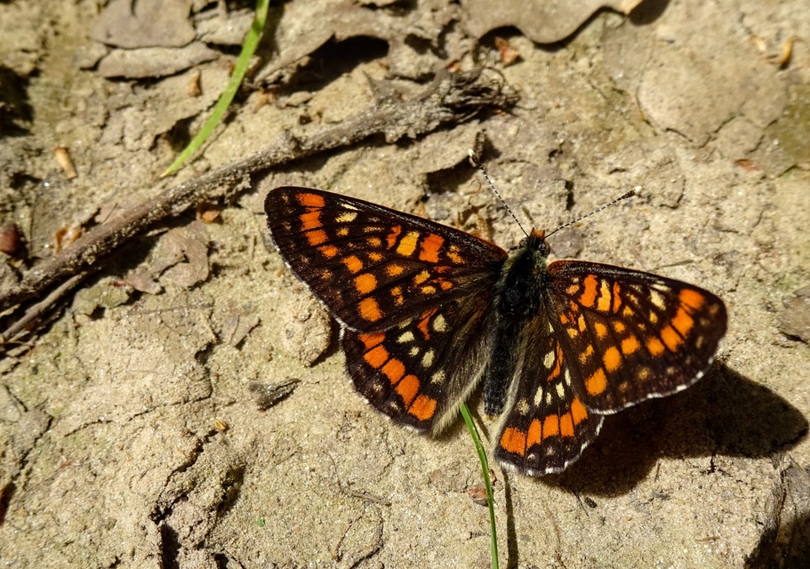 Euphydryas maturna - díszes tarkalepke