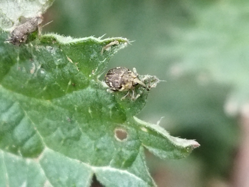 Nedyus quadrimaculatus - közönséges csalánormányos