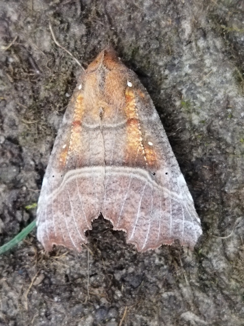 Scoliopteryx libatrix - vörös csipkésbagoly Scoliopteryx libatrix - vörös csipkésbagoly
