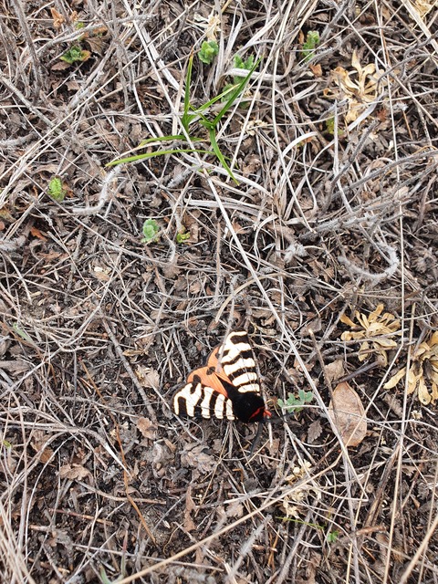 Arctia festiva - díszes medvelepke