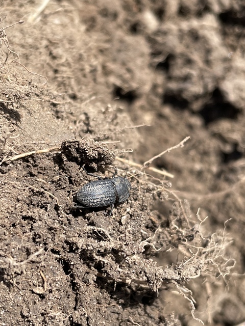 Opatrum sabulosum - sároshátú gyászbogár