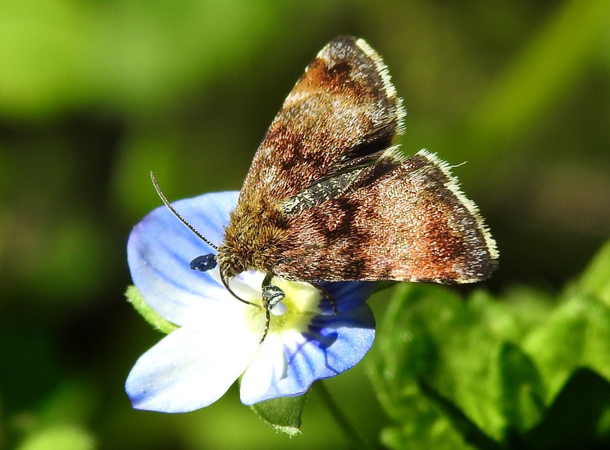 Panemeria tenebrata - apró sárgabagoly