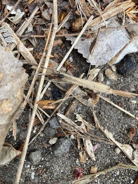 Formica pratensis - réti vöröshangya
