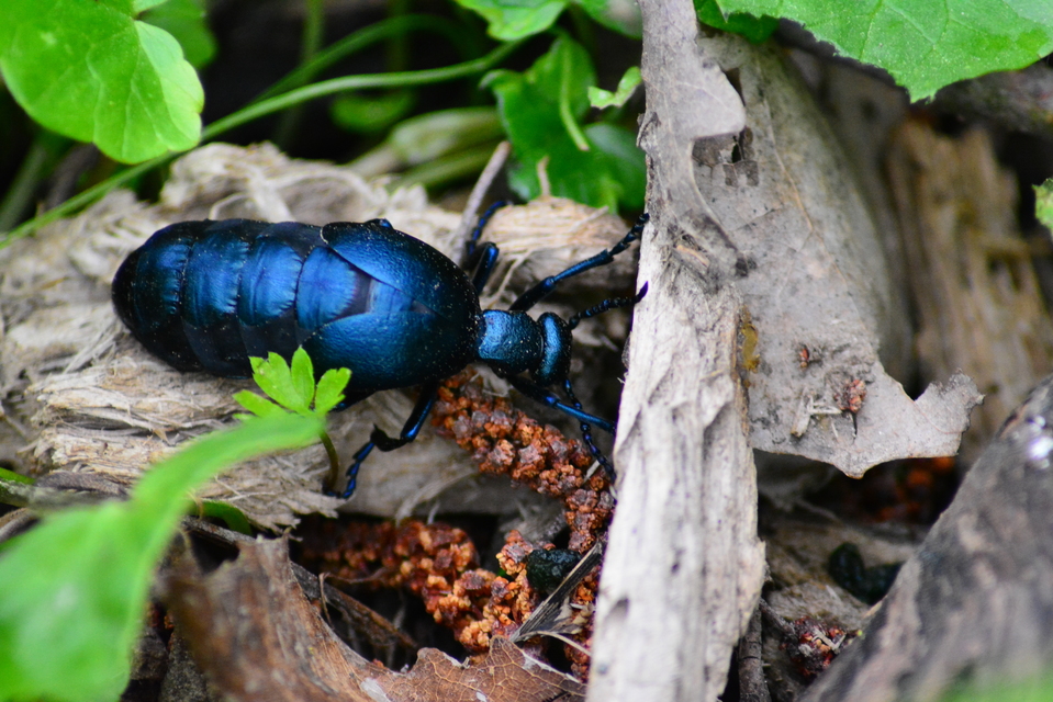 Meloe violaceus - kék nünüke