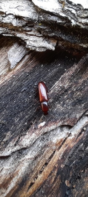 Corticeus unicolor - egyszínű kéregbújó