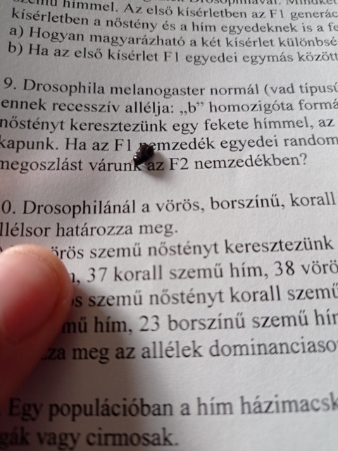 Attagenus