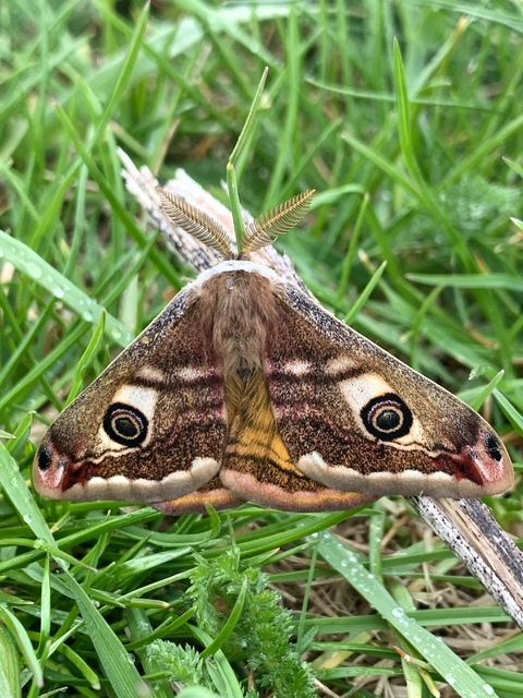 Saturnia pavoniella/pavonia
