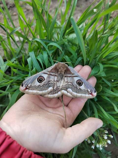 Saturnia pavoniella/pavonia