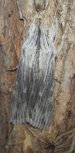 Cucullia chamomillae - székfű-csuklyásbagoly