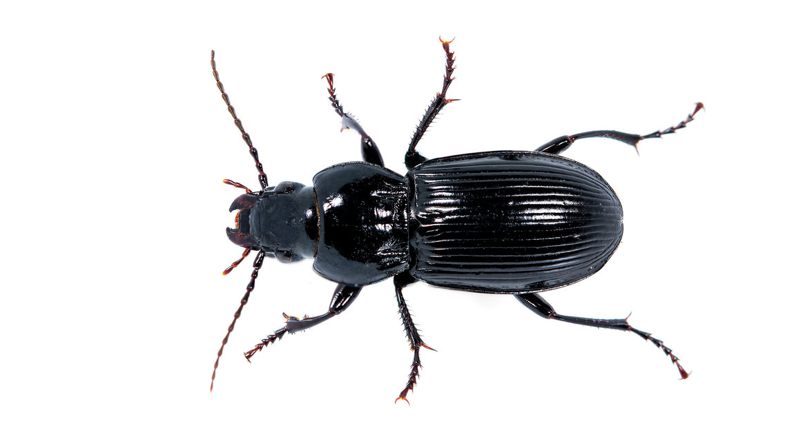 Pterostichus melas - fényes gyászfutó