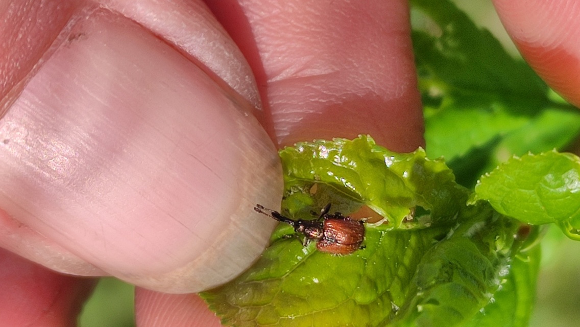 Tatianaerhynchites aequatus - piros kökényeszelény