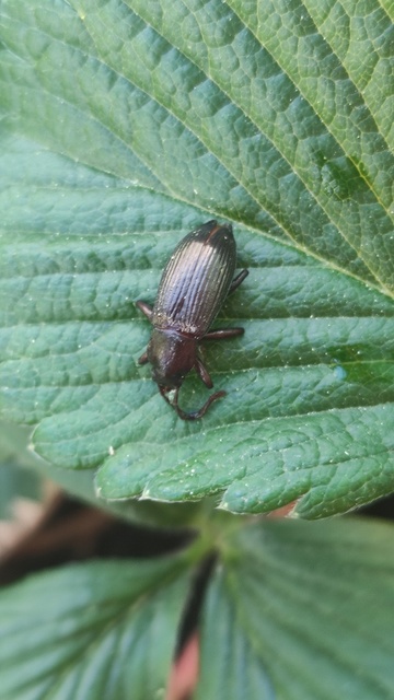 Stenomax aeneus - bronzos gyászbogár