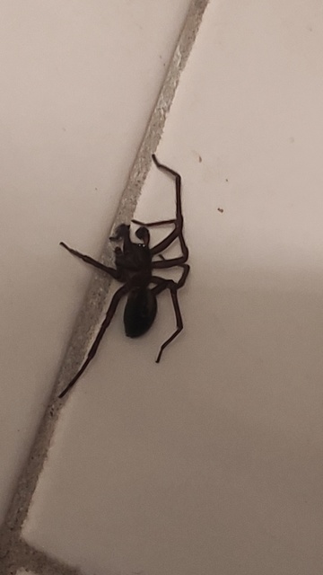 Amaurobius ferox - nagy eretnekpók