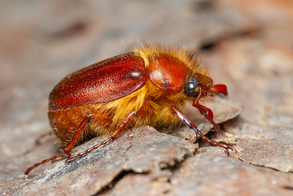 Holochelus aequinoctialis - tavaszeleji cserebogár