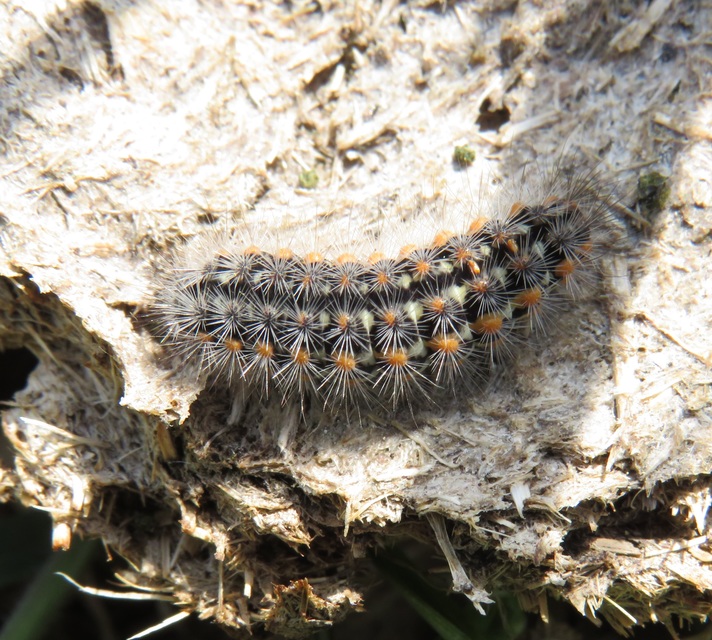 Pentophera morio - réti gyapjaslepke