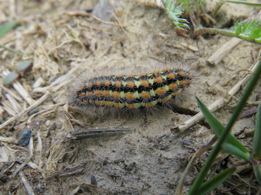 Pentophera morio - réti gyapjaslepke