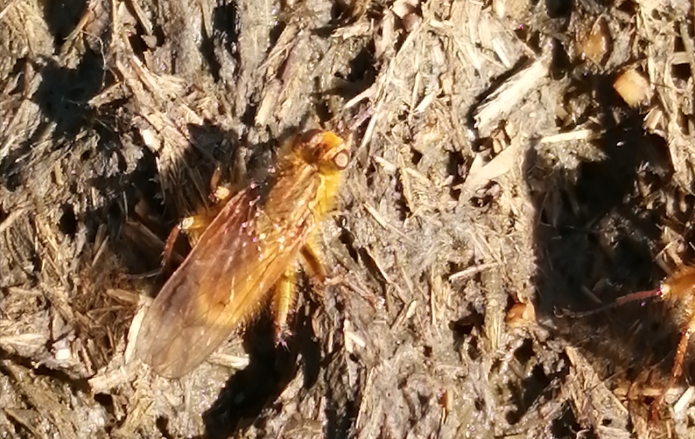 Scathophaga stercoraria - közönséges trágyalégy