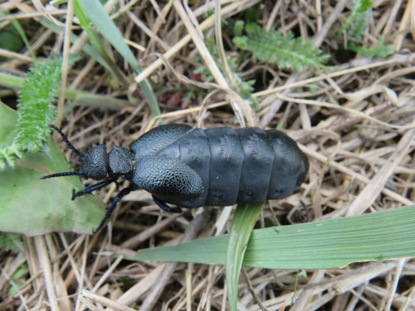 Meloe cicatricosus - óriásnünüke